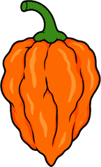 Habanero pepper illustration
